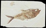 Detailed, Diplomystus Fossil Fish - Wyoming #67922-1